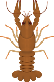 crayfish