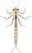 damselfly nymph