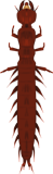 dobsonfly larva