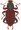 riffle beetle