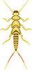 stonefly nymph